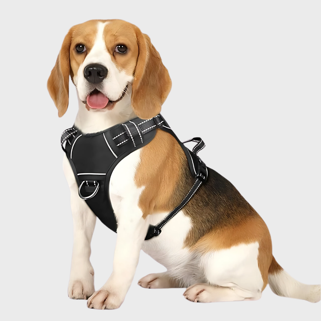 Safety Shine Dog Harness