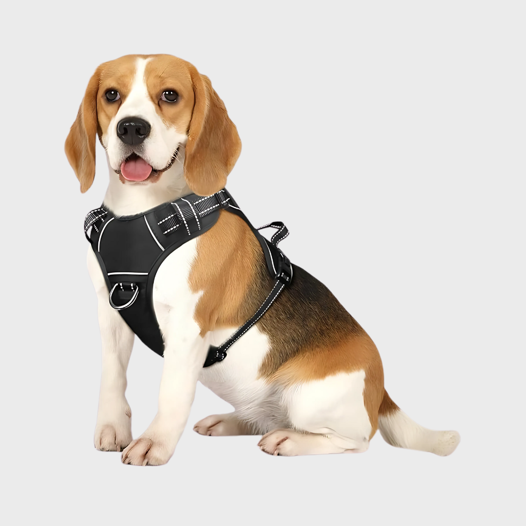 Safety Shine Dog Harness