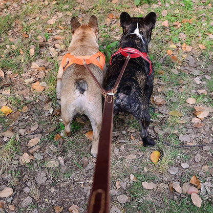 Hands-Free Crossbody Double Dog Leash