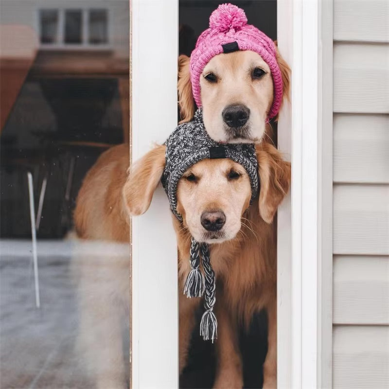 Canine Cap Companion