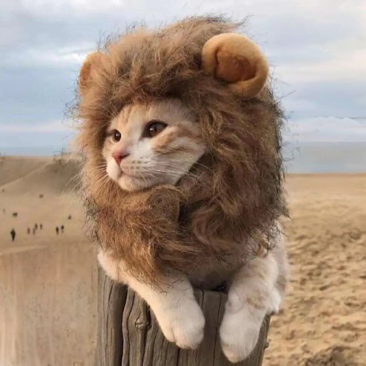 Majestic Lion Mane for Cats