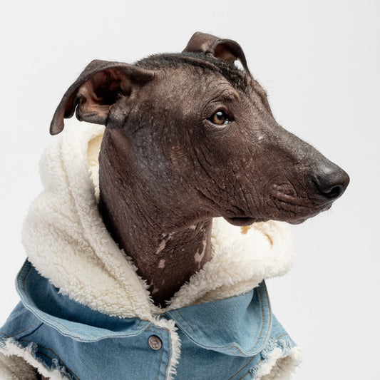 Cozy Denim Dog Jacket